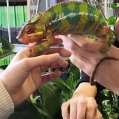 Chamaeleon