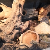 Reptil