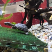Schildkroete